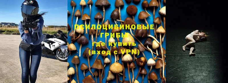 Псилоцибиновые грибы Psilocybine cubensis  как найти закладки  Кинешма 